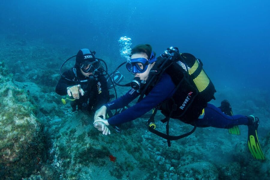 Beginner Scuba Dive with Scubapoint Tenerife in Turtle Area - Key points to know before you book