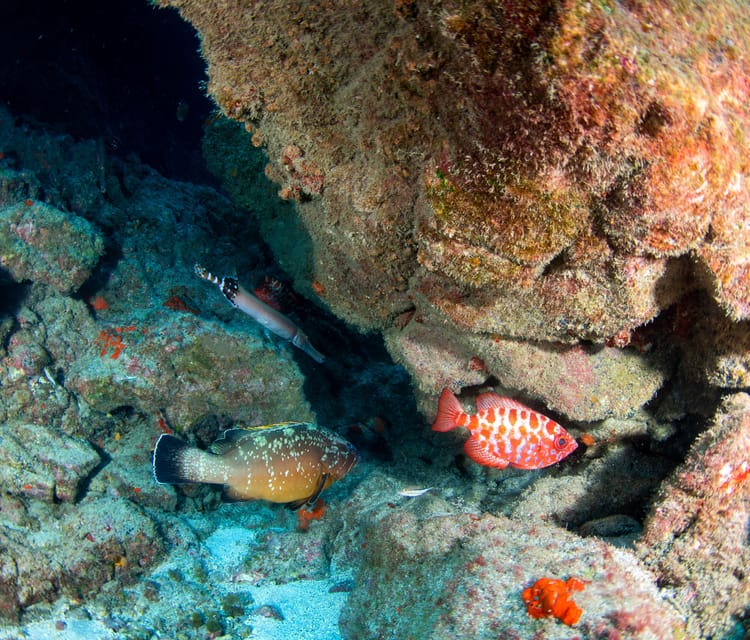 Beginner Scuba Dive with Scubapoint Tenerife in Turtle Area - What makes the staff important