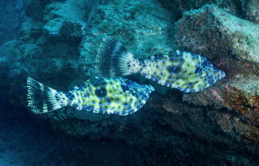 Beginner Scuba Dive with Scubapoint Tenerife in Turtle Area - Who will enjoy this most