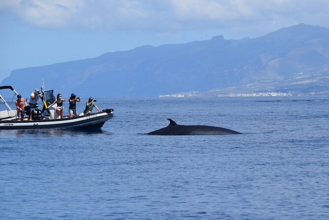 Bonadea II Ecological Whale Watching, 2 hours - Setting out from Costa Adeje into the Teno-Rasca zone
