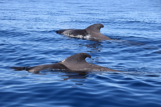 Bonadea II Ecological Whale Watching, 2 hours - Watching pilot whales without chasing them