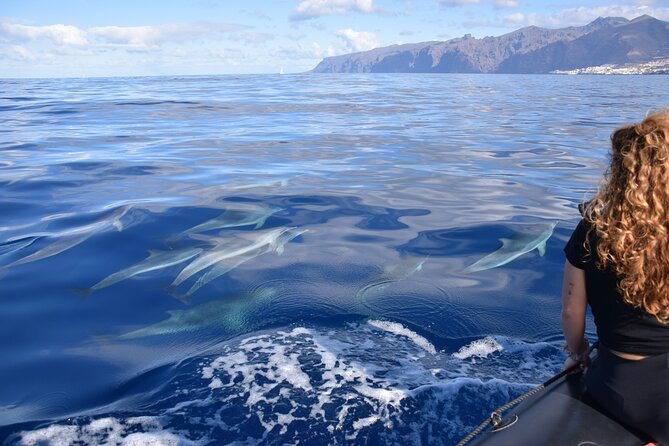 Bonadea II Ecological Whale Watching, 2 hours - Dolphins, turtles, and seabirds add variety
