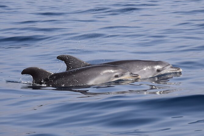Bonadea II Ecological Whale Watching, 2 hours - Sergio’s guiding style and environmental message
