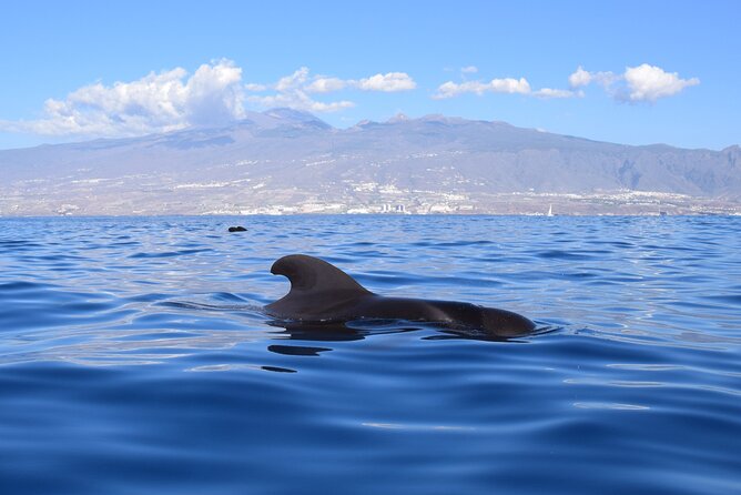 Bonadea II Ecological Whale Watching, 2 hours - The two-hour route, from departure to return