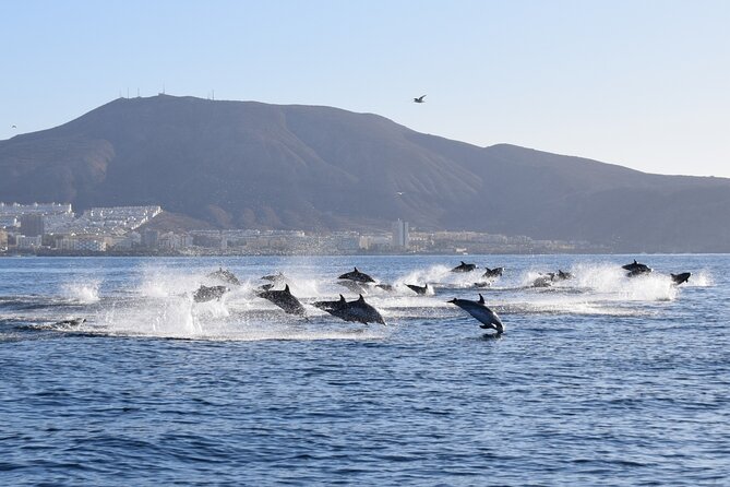 Bonadea II Ecological Whale Watching, 2 hours - Is $78.64 good value for two hours?