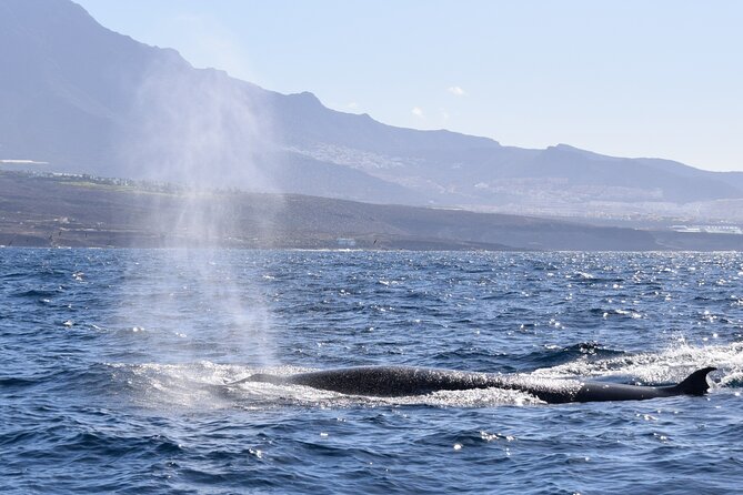 Bonadea II Ecological Whale Watching, 2 hours - Who should book this boat trip?