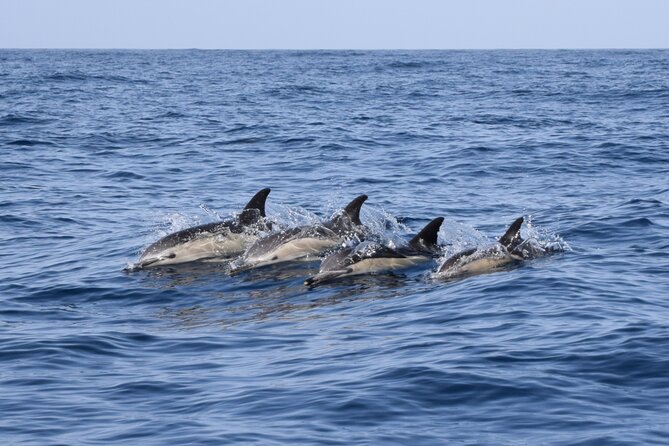 Bonadea II Ecological Whale Watching, 2 hours - Why the six-person limit changes the experience