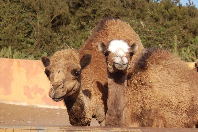 Camel Riding Tour at El Tanque, Tenerife - A short camel ride in rural El Tanque