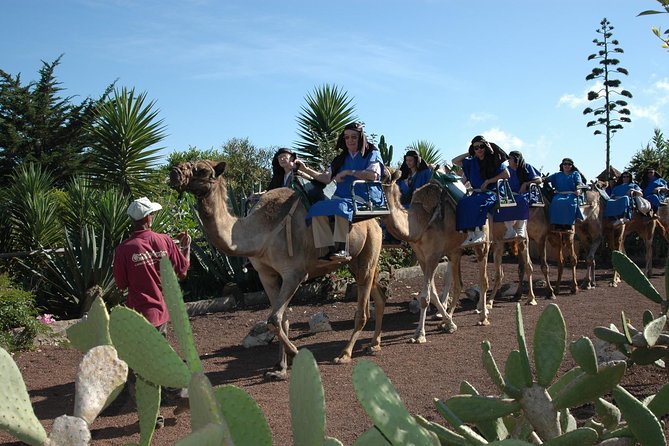 Camel Riding Tour at El Tanque, Tenerife - The camel ride itself: funny, gentle, and brief