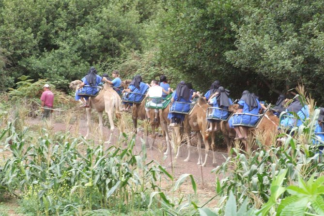 Camel Riding Tour at El Tanque, Tenerife - Cost and what the $18.07 price really buys