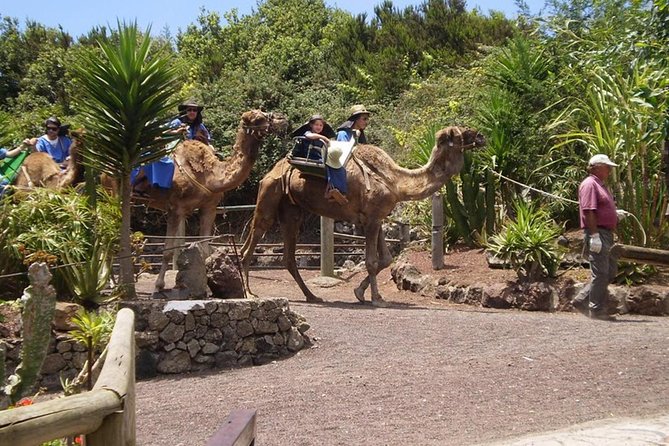 Camel Riding Tour at El Tanque, Tenerife - Costumes, photos, and the playful extras