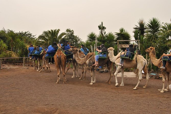 Camel Riding Tour at El Tanque, Tenerife - What happens at the animal center