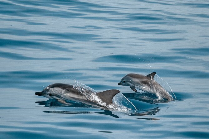 CATAMARAN OCEAN CRUISE TOUR, Food & Drinks included! - Leaving Puerto Colón for open water