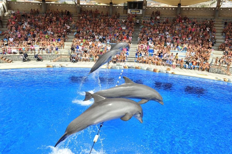 Costa Adeje: Aqualand Water Park Ticket with Dolphin Show - The Lava River and Vulcano Spa