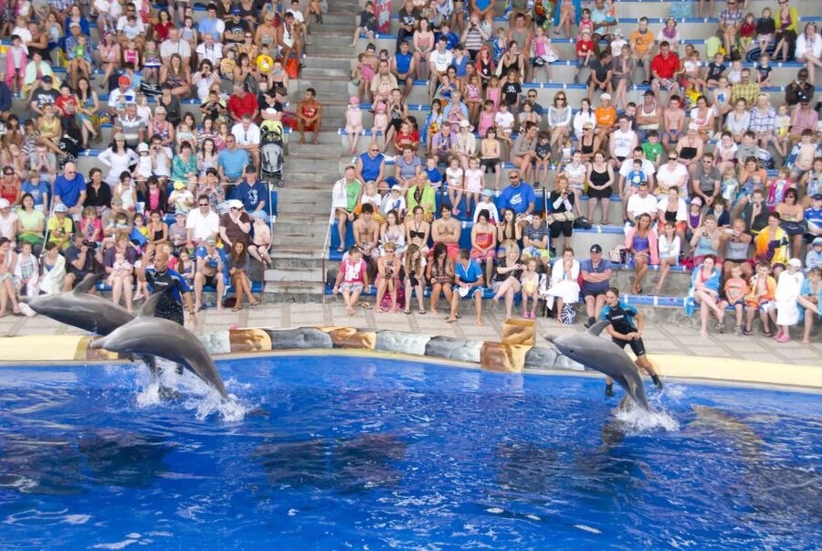 Costa Adeje: Aqualand Water Park Ticket with Dolphin Show - Food, Lockers, and the Real Cost of the Day