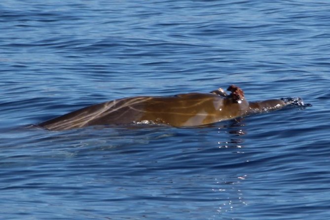 Costa Adeje | Cetacean sighting in Tenerife South - Meeting the crew at Puerto Colón