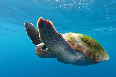 Costa Adeje | Cetacean sighting in Tenerife South
