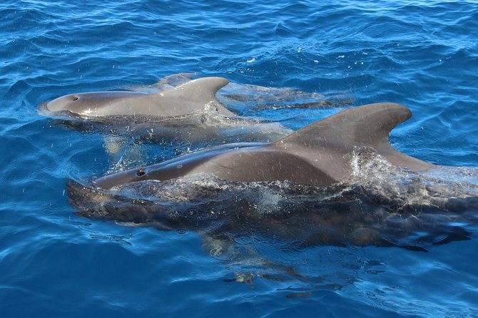 Costa Adeje | Cetacean sighting in Tenerife South - Hearing the ocean through the hydrophone