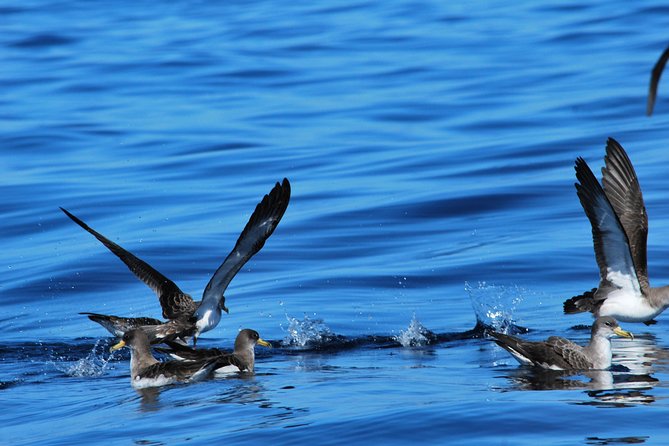 Costa Adeje | Cetacean sighting in Tenerife South - Conservation is part of the outing