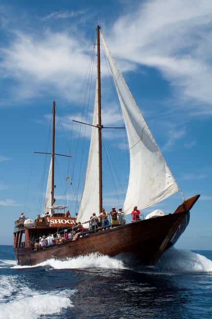 Costa Adeje: Respectful Whale-Watching Sailboat Tour & swim - The Swim Stop off Costa Adeje