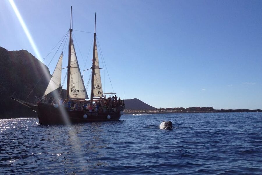 Costa Adeje: Respectful Whale-Watching Sailboat Tour & swim - What the $20 Price Really Covers