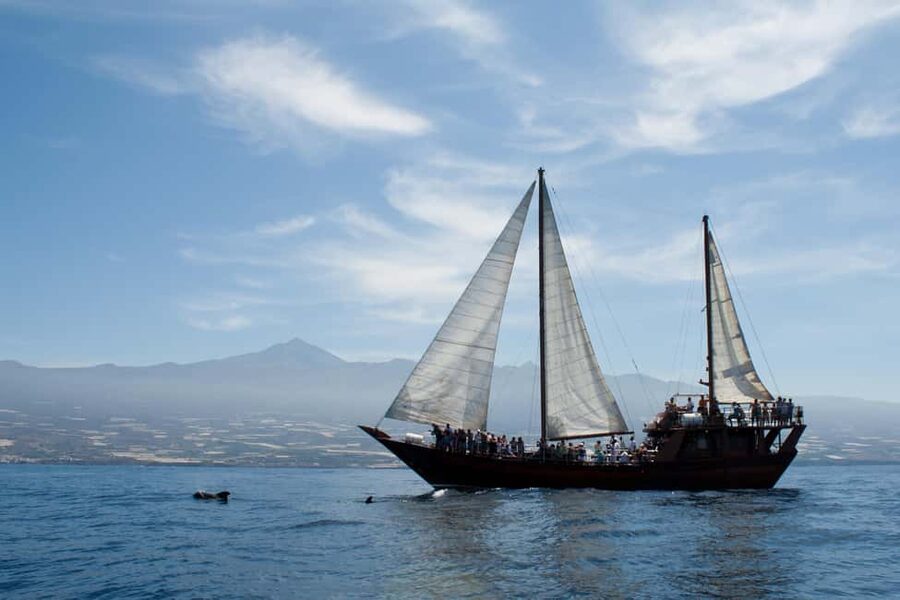 Costa Adeje: Respectful Whale-Watching Sailboat Tour & swim - The Crew Makes a Noticeable Difference