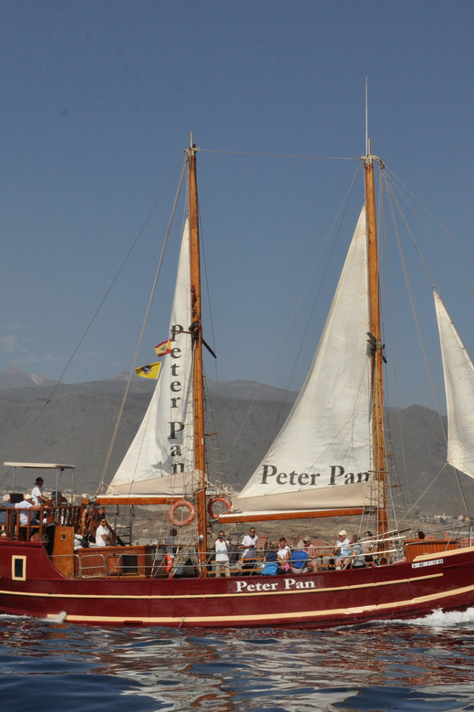 Costa Adeje: Respectful Whale-Watching Sailboat Tour & swim - Bus Transfers and Flexible Booking