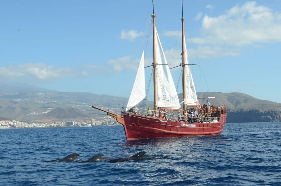 Costa Adeje: Respectful Whale-Watching Sailboat Tour & swim - Who Will Enjoy This Boat Trip Most?