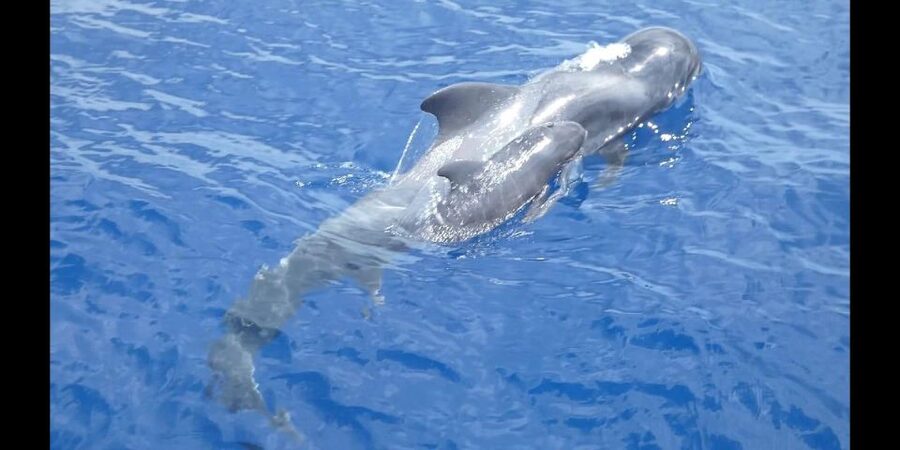 Costa Adeje: Whale and Dolphin Cruise with Food and Pickup - Why pilot whales are the main attraction