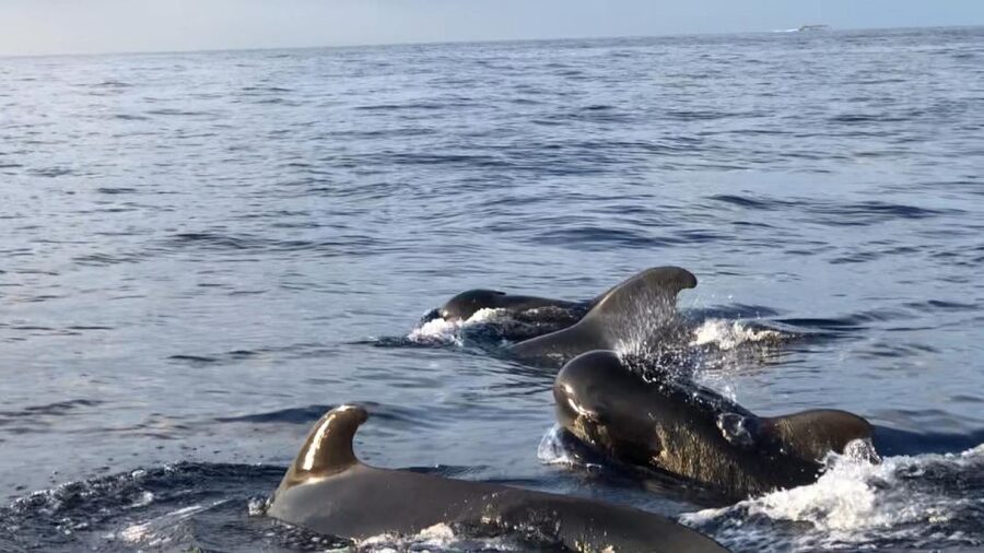 Costa Adeje: Whale and Dolphin Cruise with Food and Pickup - A three-hour catamaran ride with room to relax
