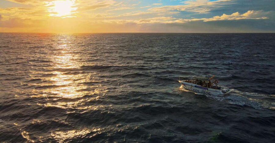 Costa Adeje: Whale and Dolphin-Watching Boat Excursion - Why the guide makes a difference