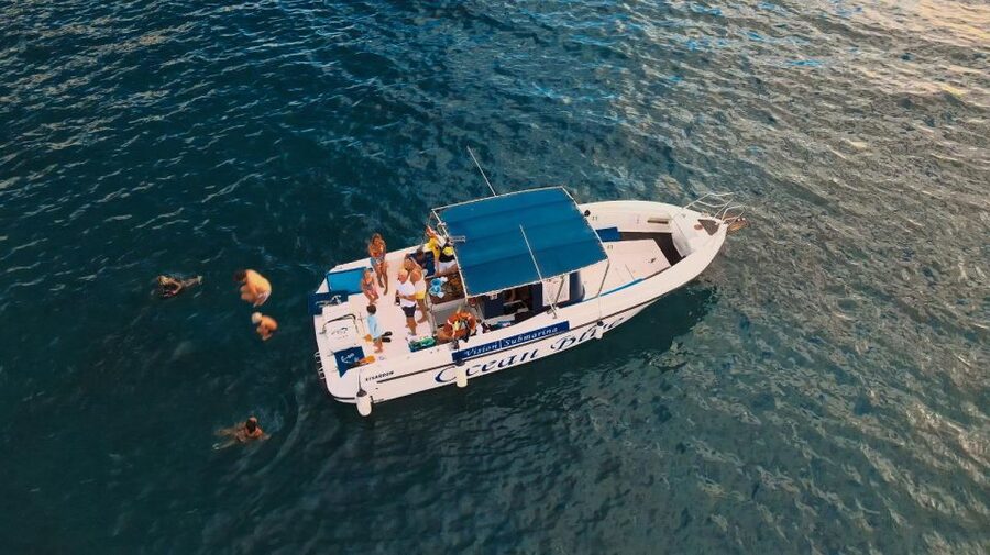 Costa Adeje: Whale and Dolphin-Watching Boat Excursion - What the price buys you