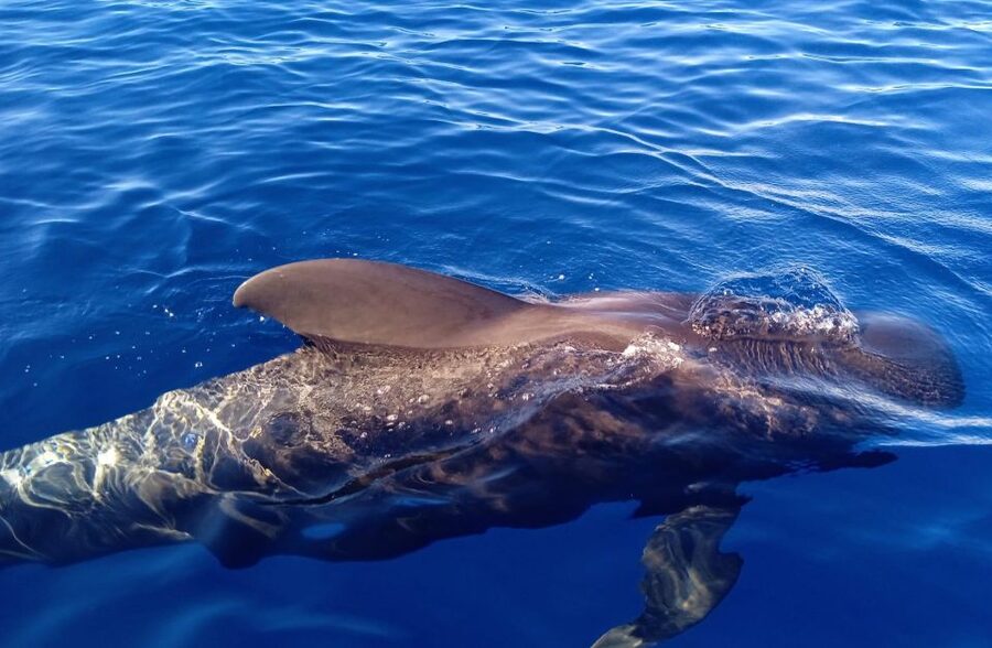 Costa Adeje: Whale and Dolphin-Watching Boat Excursion - Sea conditions, comfort, and timing