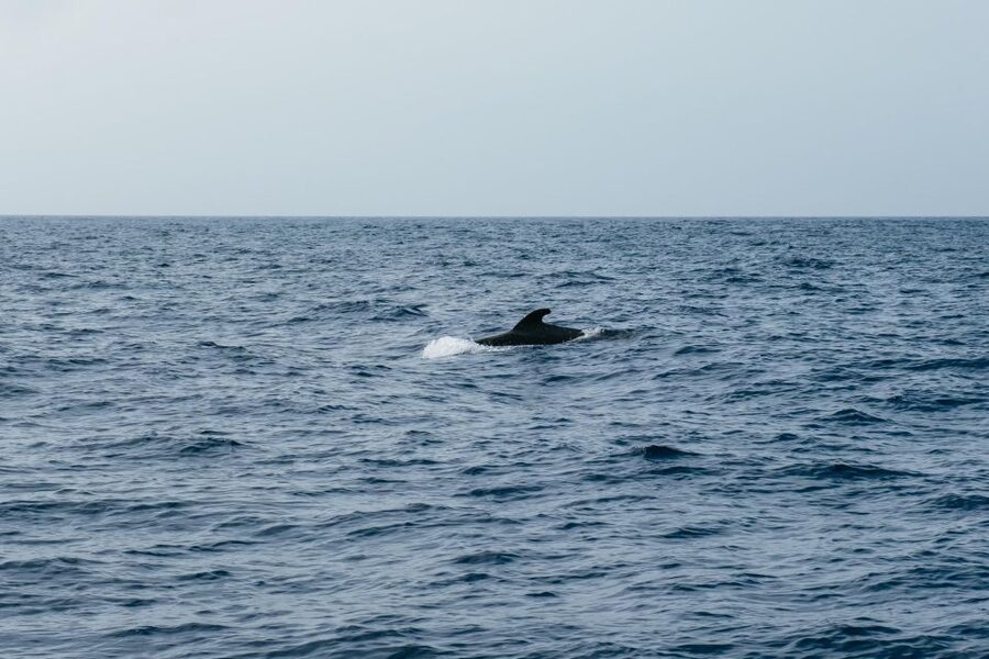 Costa Adeje: Whale & Dolphin Eco-Cruise with Snacks & Drinks - Who should choose this trip
