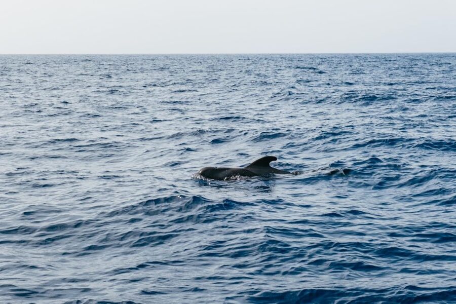 Costa Adeje: Whale & Dolphin Eco-Cruise with Snacks & Drinks - Food, drinks, and the onboard atmosphere