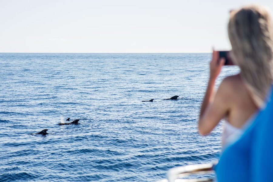 Costa Adeje: Whale & Dolphin Submarine Vision Mini Cruise - Key points before you book
