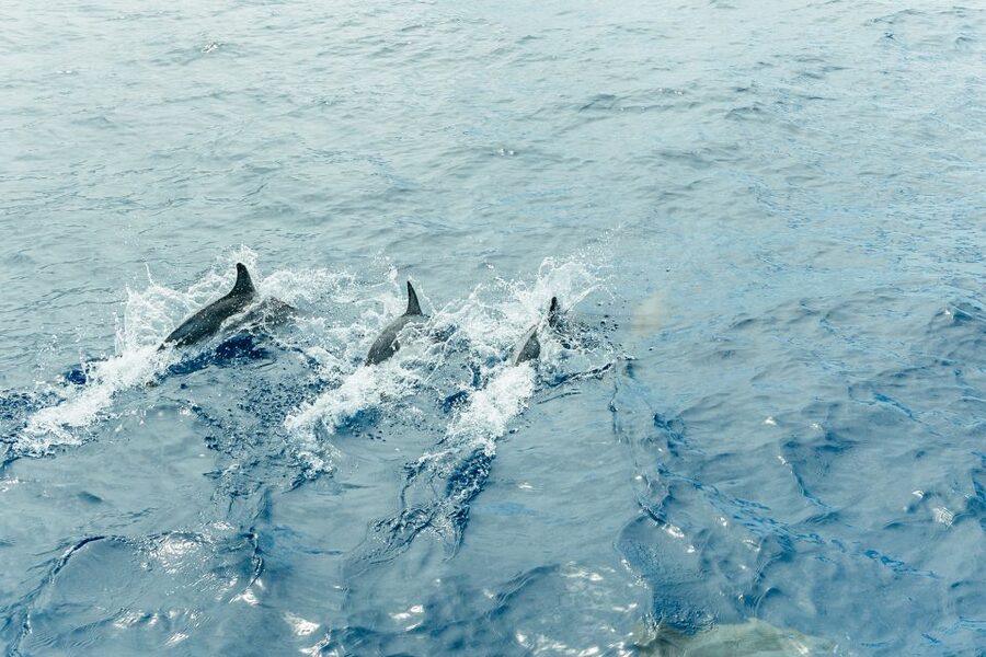 Costa Adeje: Whale & Dolphin Submarine Vision Mini Cruise - How much value do you get for $35?