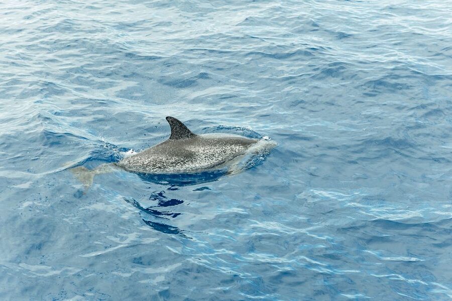 Costa Adeje: Whale & Dolphin Submarine Vision Mini Cruise - A responsible way to watch wild animals
