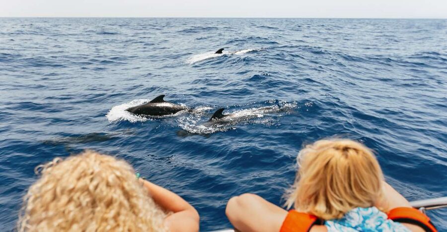 Costa Adeje: Whale Watching Catamaran Tour with Drinks - Why Tenerife is such a good place for whale watching
