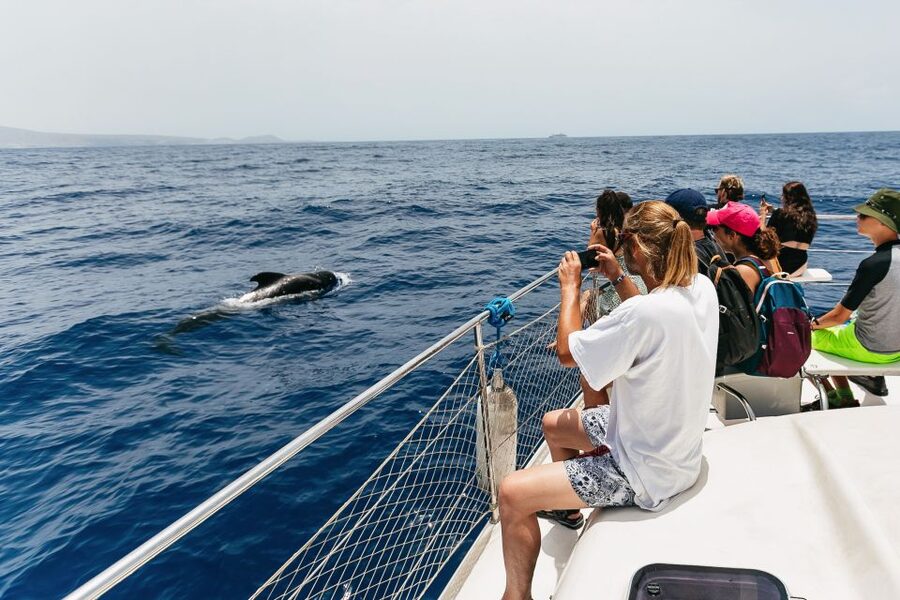 Costa Adeje: Whale Watching Catamaran Tour with Drinks - Choosing between the two-hour and three-hour trips