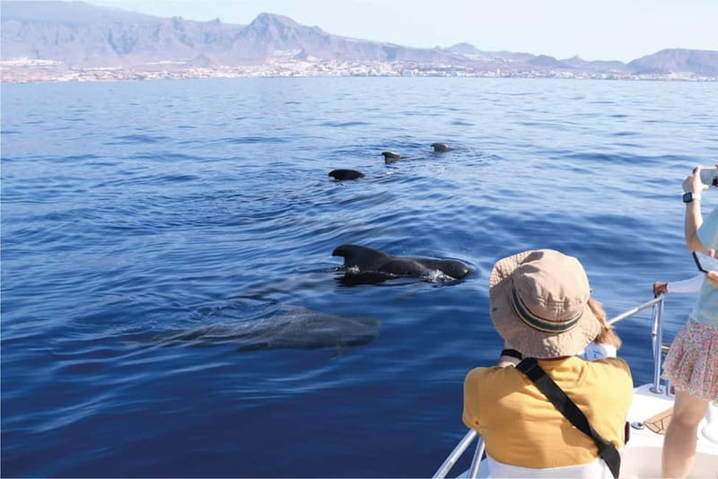 Costa Adeje: Whale Watching Eco Experience with Hydrophone. - Key points to know before you book