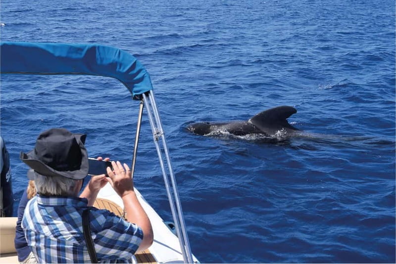 Costa Adeje: Whale Watching Eco Experience with Hydrophone. - Searching the sanctuary for pilot whales and dolphins