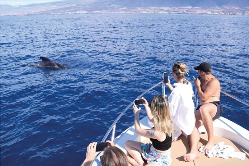 Costa Adeje: Whale Watching Eco Experience with Hydrophone. - What the engines-off policy means