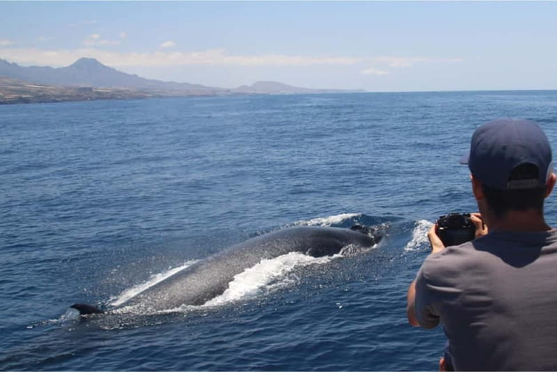 Costa Adeje: Whale Watching Eco Experience with Hydrophone. - Conservation beyond the boat trip