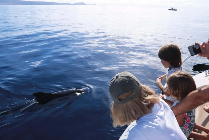Costa Adeje: Whale Watching Eco Experience with Hydrophone. - Value, booking flexibility, and the small-boat trade-off