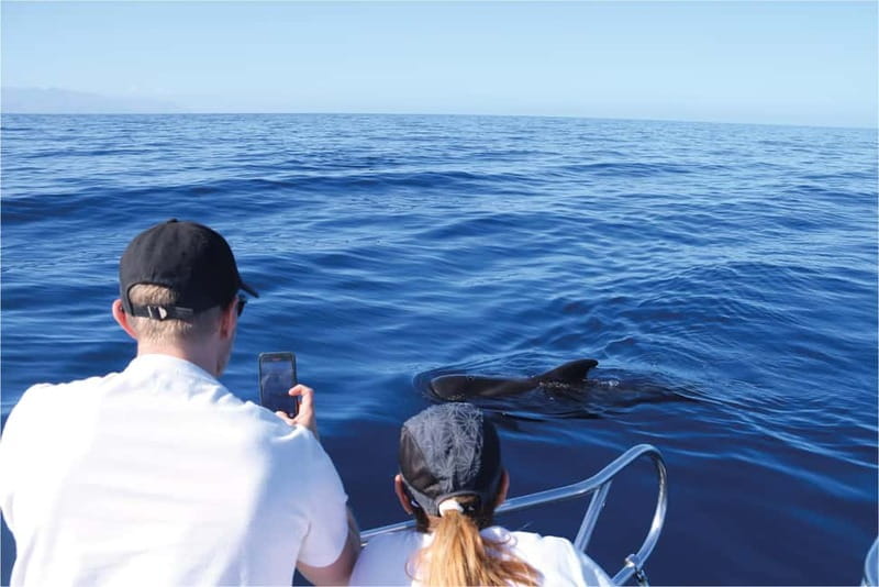 Costa Adeje: Whale Watching Eco Experience with Hydrophone. - Who should choose this Costa Adeje whale-watching trip