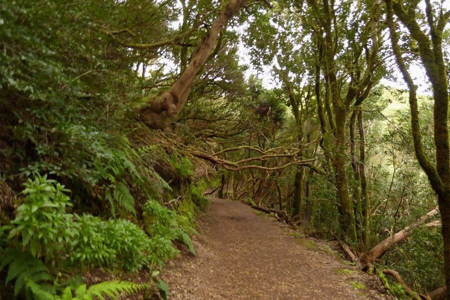 Cruz del Carmen: Hiking in Anaga with Local Food Products - Why Anaga is worth your half-day