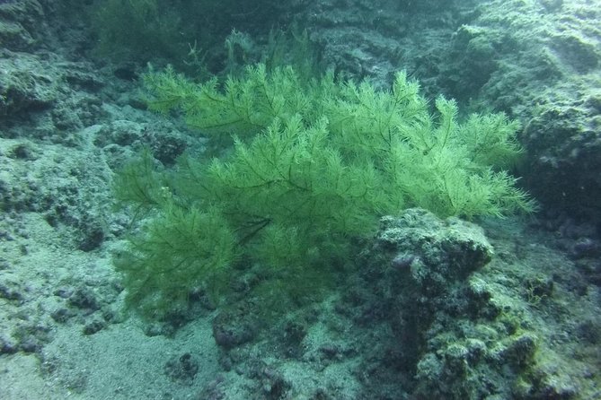 DEEP DIVING SPECIALITY - Discover a new world up to 40m depth ! - What the 40-meter course is really about
