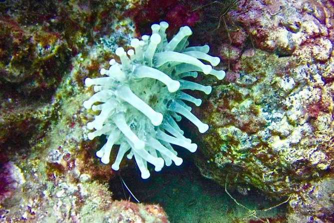 DEEP DIVING SPECIALITY - Discover a new world up to 40m depth ! - Practical planning for your two days