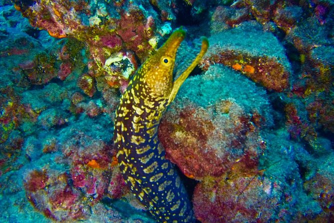 DEEP DIVING SPECIALITY - Discover a new world up to 40m depth ! - The first stage: theory, planning, and equipment